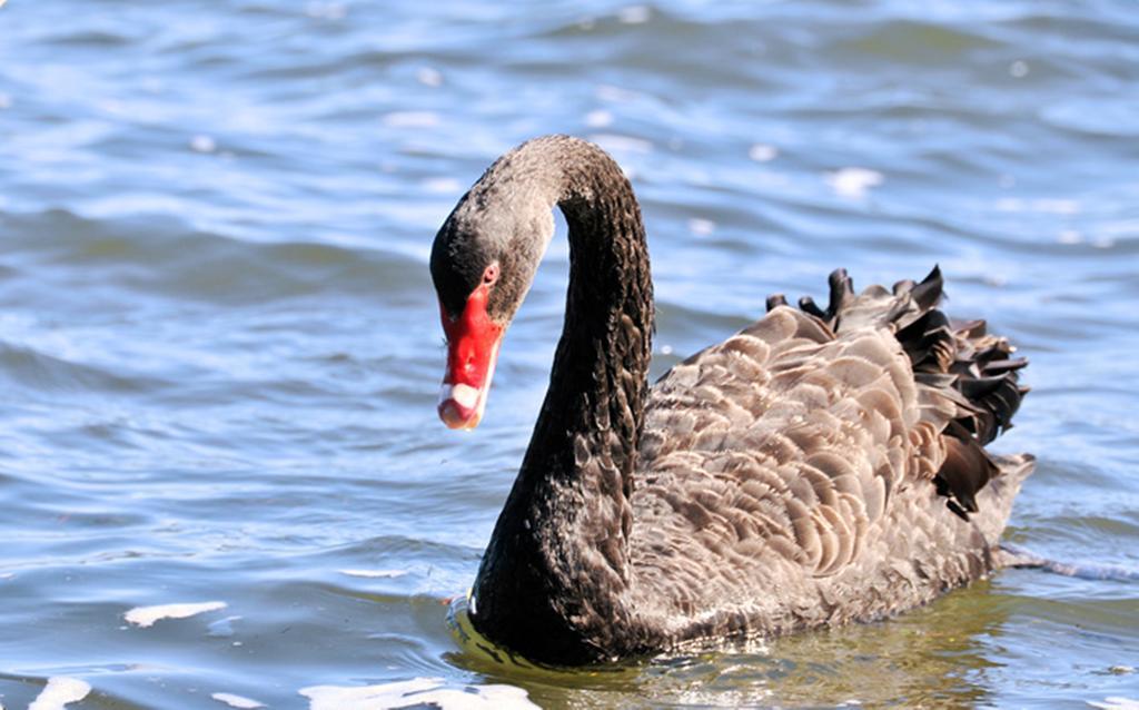 Black Swan Lakeside Boutique Hotel Rotorua Ngoại thất bức ảnh
